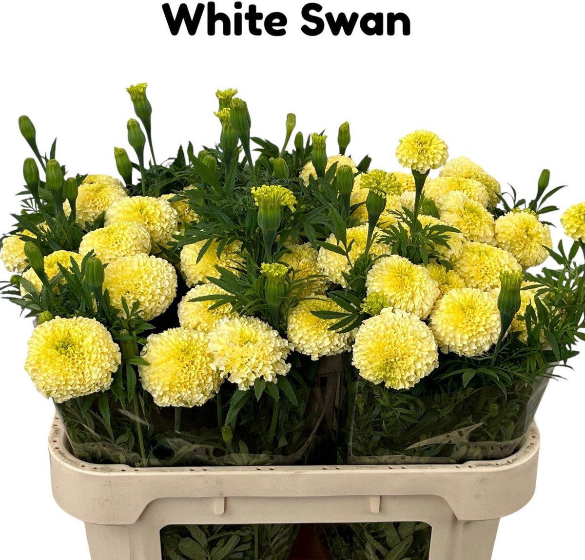 10x Tagetes white swan 70cm