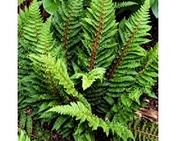 6 x Polystichum setiferum 'Congestum' - ZACHTE NAALDVAREN 'CONGESTUM' - pot 9 x 9 cm