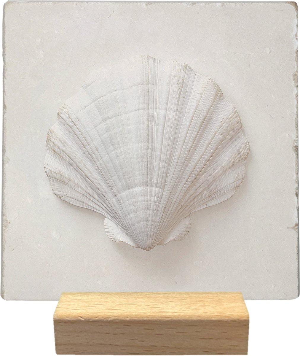 Schelp - Natuursteen decoratie tegel - inclusief houder