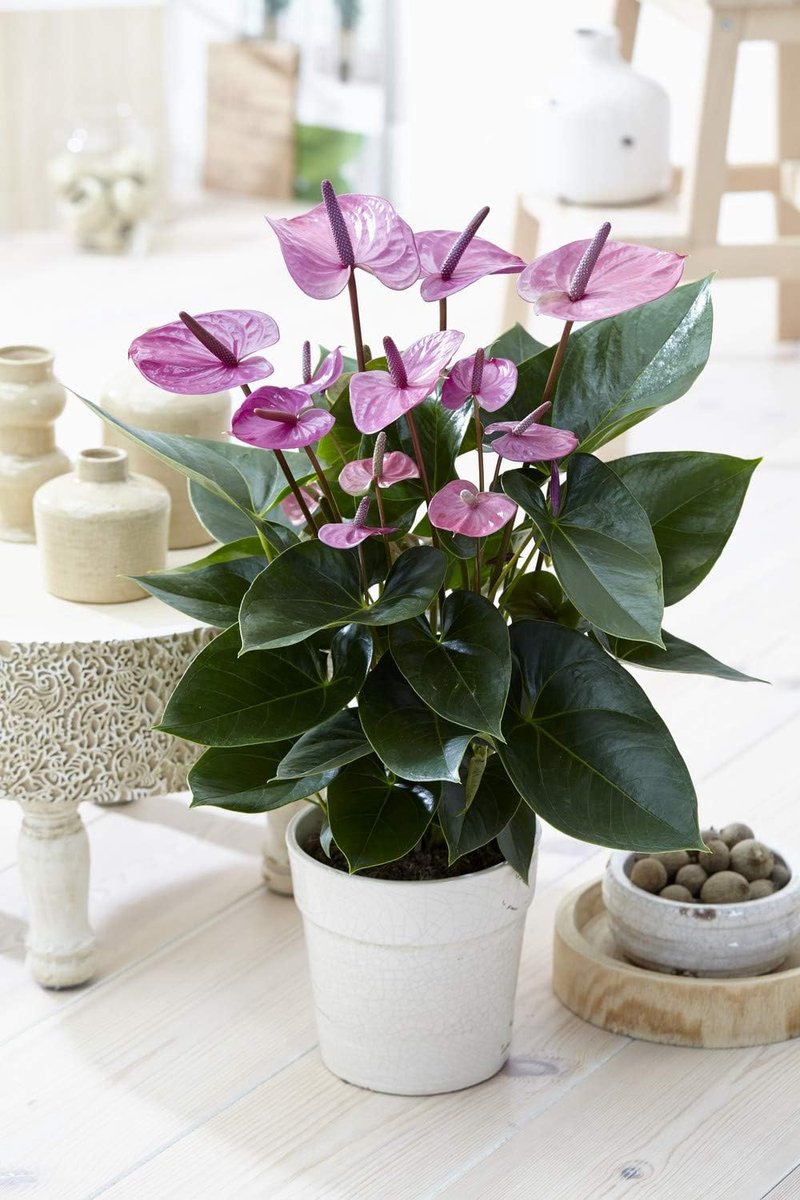 Paarse flamingobloem, anthurium, levende plant voor thuis, 13 cm, keramische pot
