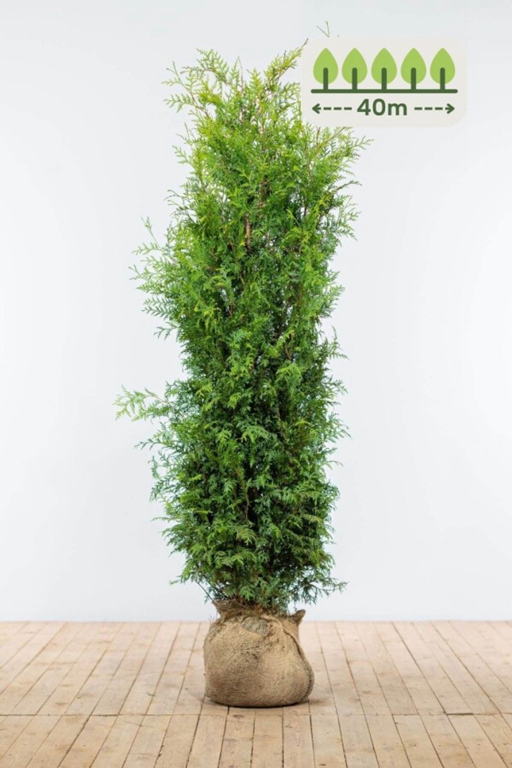 Thuja 'Brabant' 160-180 cm voor 40 meter - 80st. Thuja occidentalis 'Brabant'