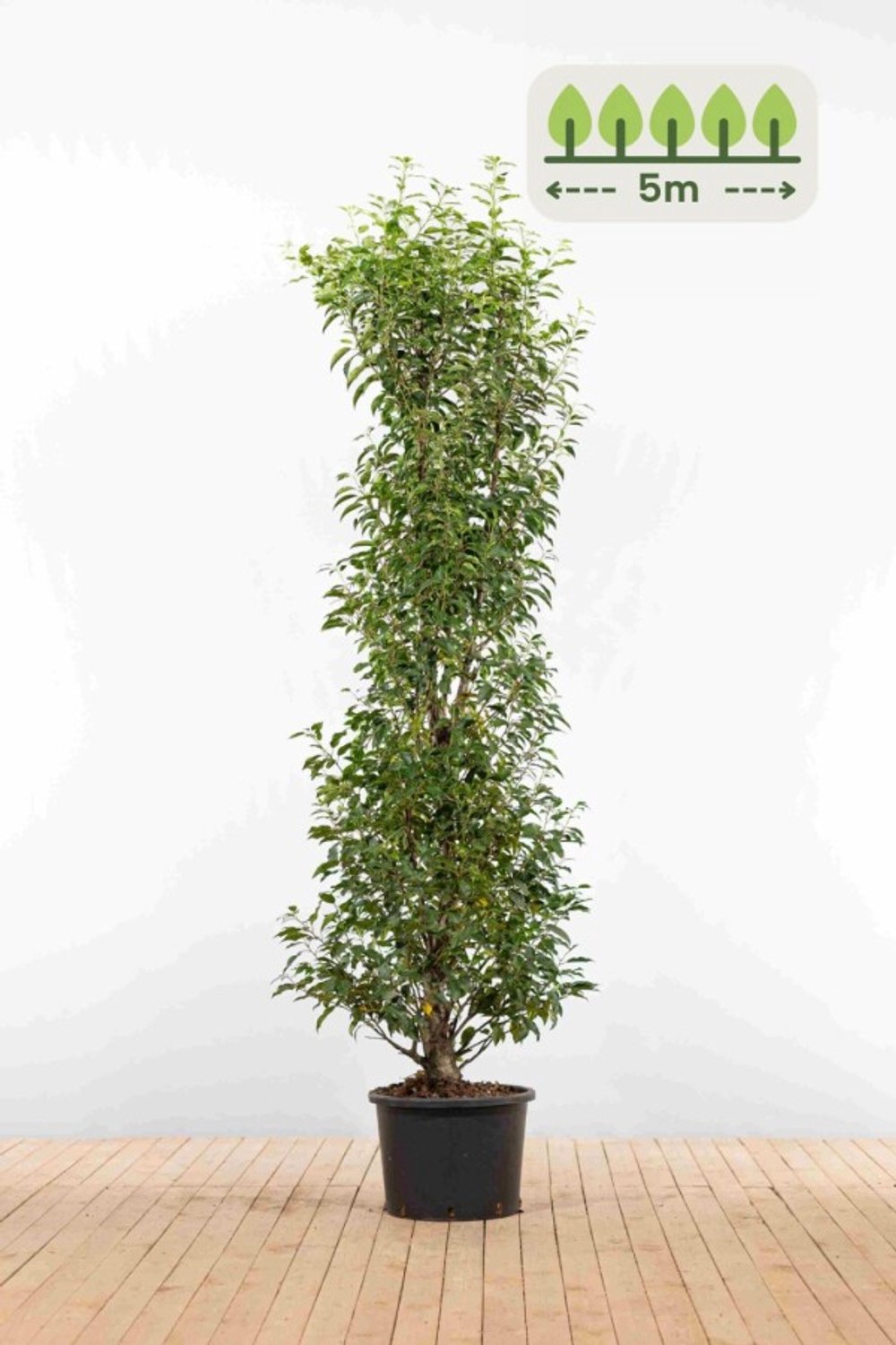 Portugese laurier 175-200 cm voor 5 meter - 10st. Prunus lusitanica 'Angustifolia'