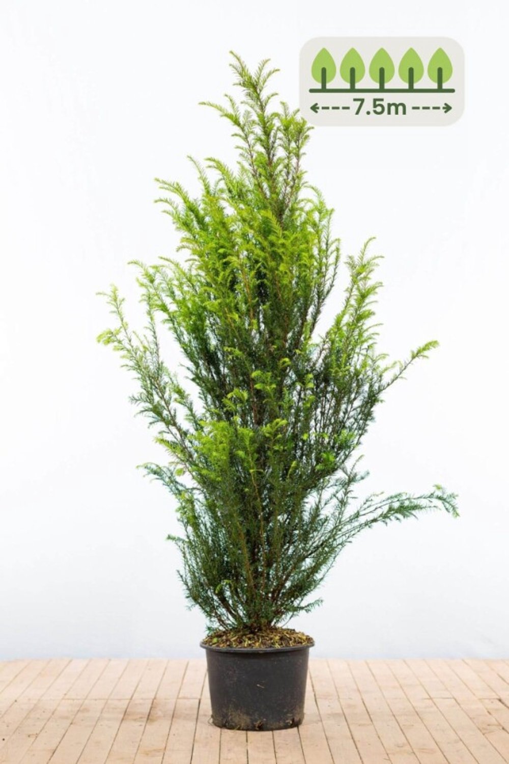 Taxus Baccata 140-160 cm voor 7.5 meter - 15st. Taxus baccata