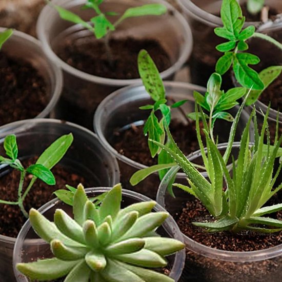 20 stuks kinderkamerpotten 5,7 transparant voor planten: kweekpotten met afvoergaten — afbeelding 5