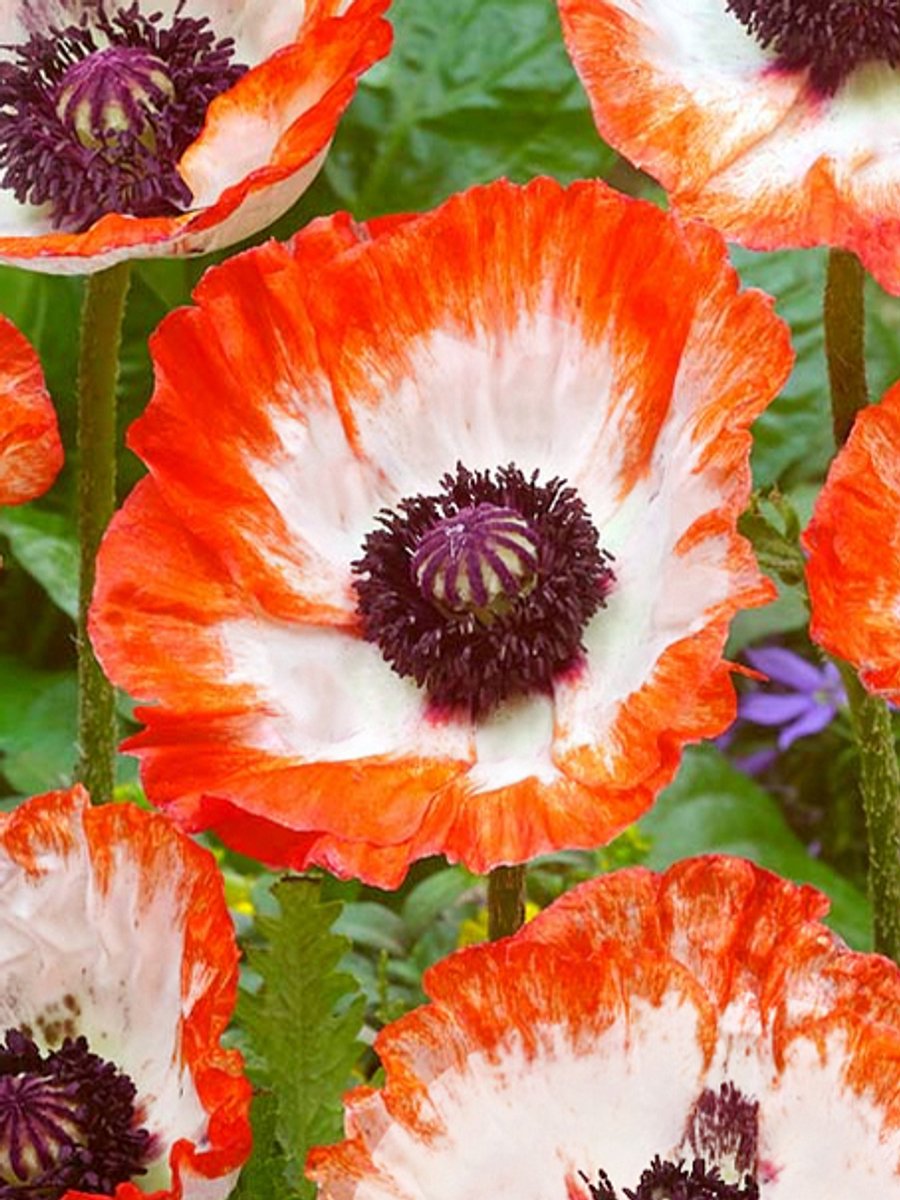 3x Klaproos 'Papaver picotee' - BULBi® Bloembollen met bloeigarantie
