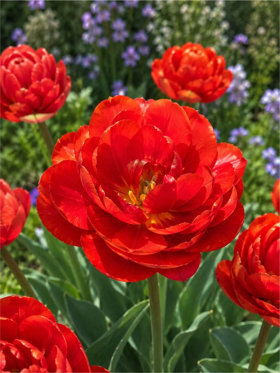 6x Tulpen 'Chocolate brown mutant' - BULBi® Bloembollen met bloeigarantie