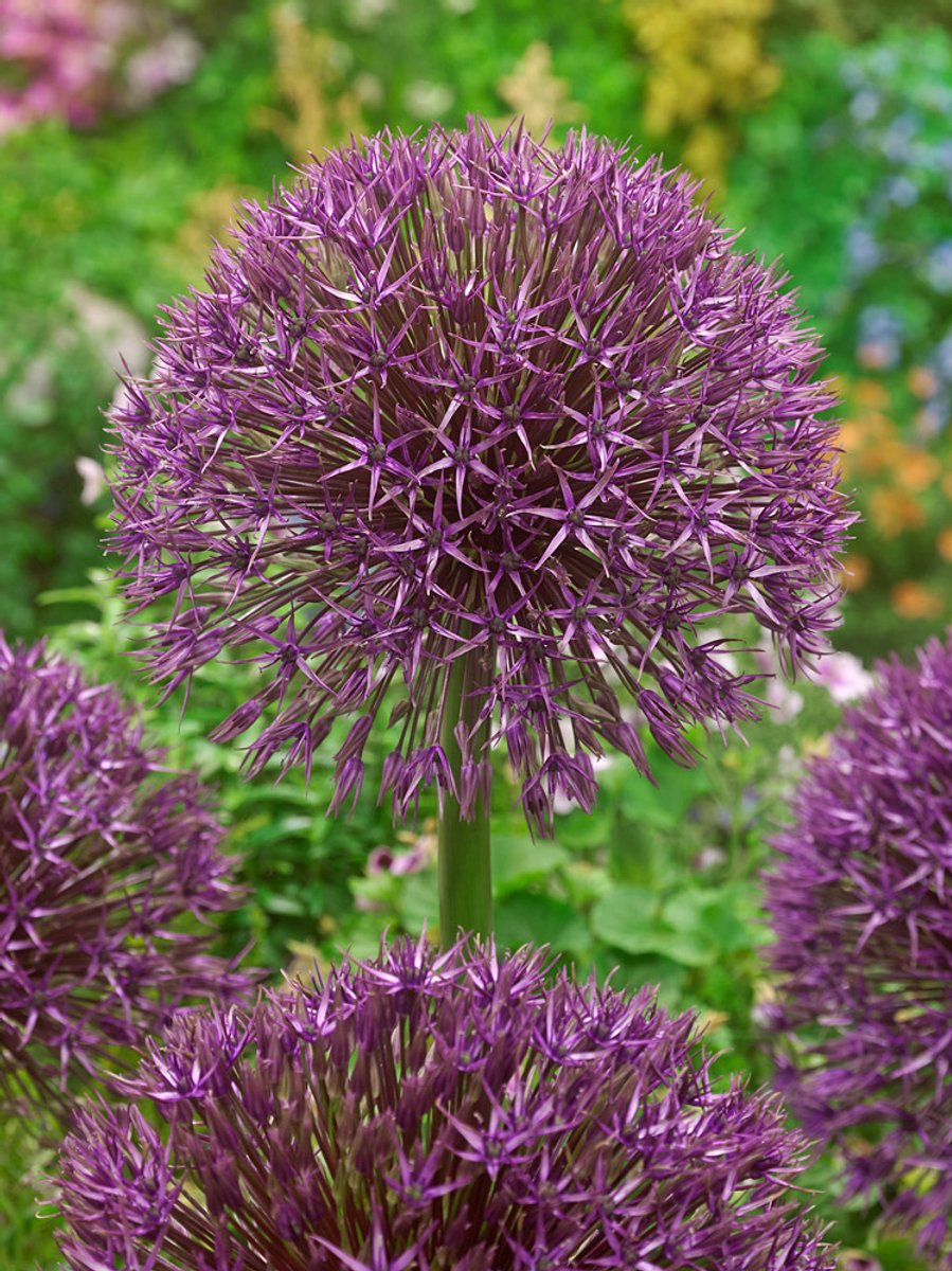 2x Allium 'Universe' - BULBi® Bloembollen met bloeigarantie