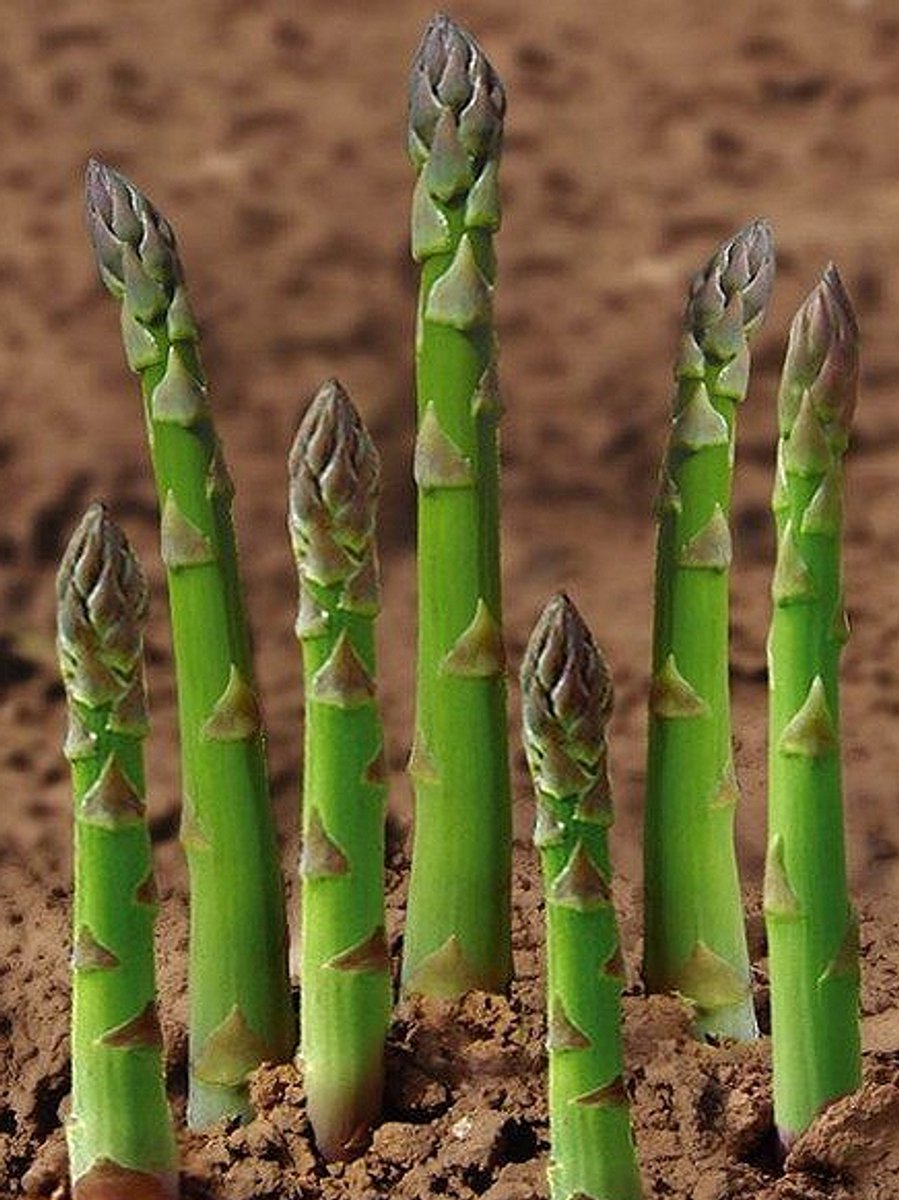 5x Groente en fruit 'Asparagus officinalis avalim' - BULBi® Bloembollen met bloeigarantie