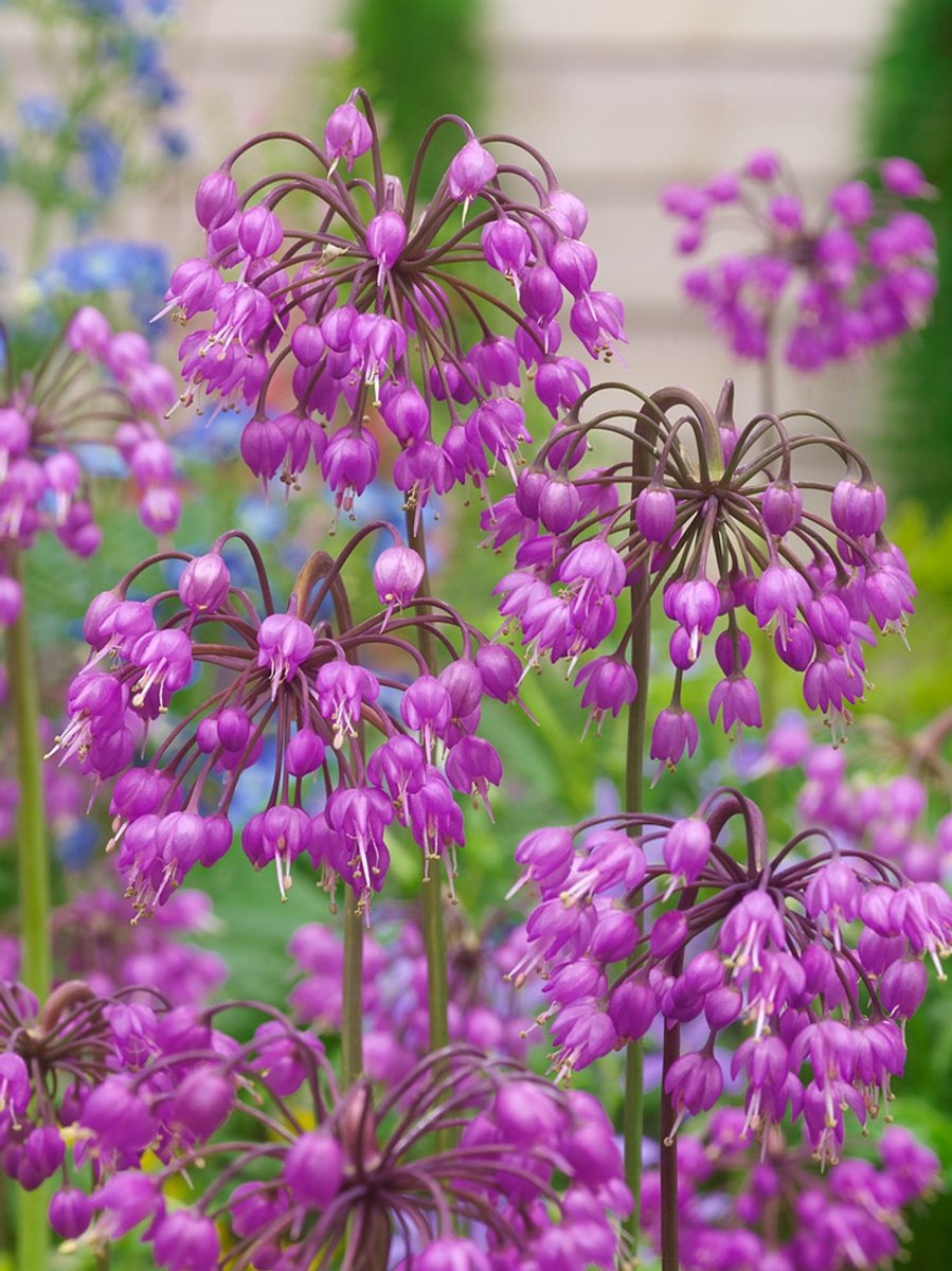 10x Allium 'Cernuum' - BULBi® Bloembollen met bloeigarantie