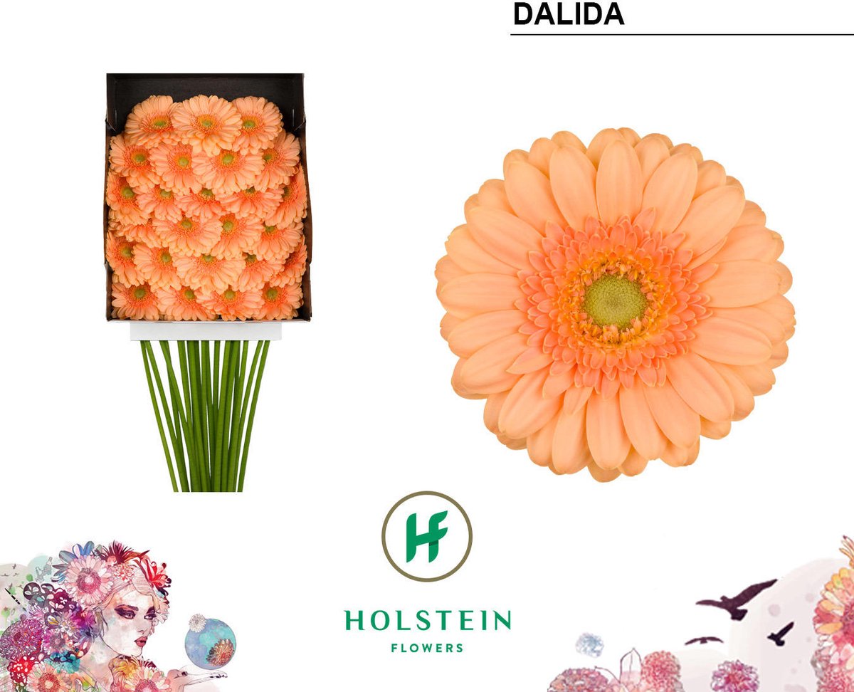 25x Germ.dalida 50cm