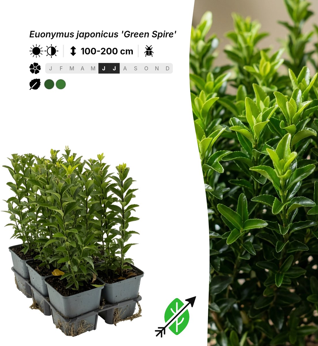 Singleplants - 24x Euonymus japonicus 'Green Spire' - Pot P9 - haagplant - winterhard tot -15°C