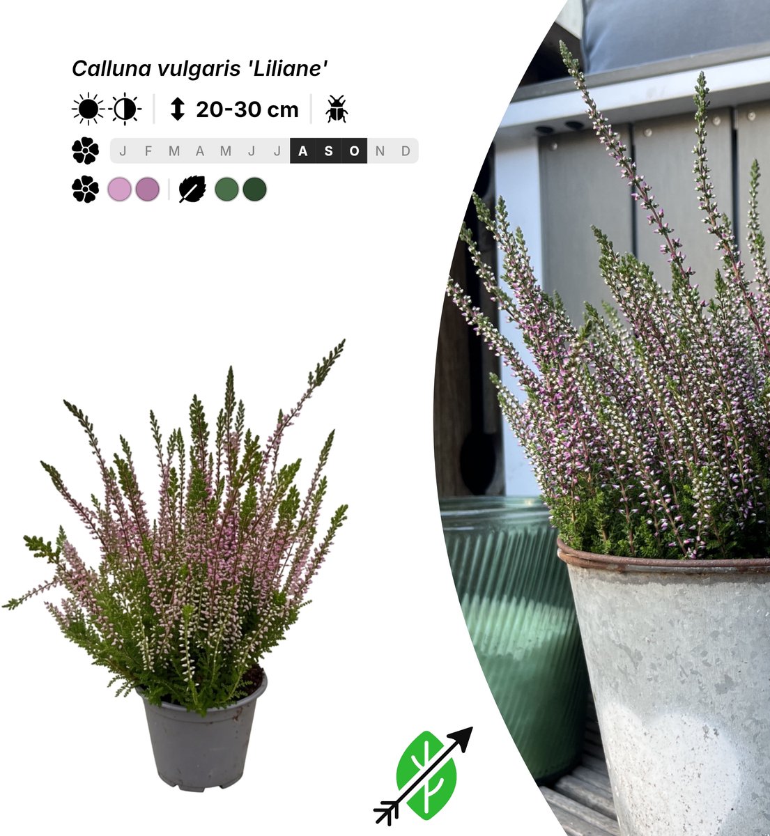 Singleplants - 20x Calluna vulgaris 'Liliane' - Pot P10,5 - bodembedekker - in bloeiperiode