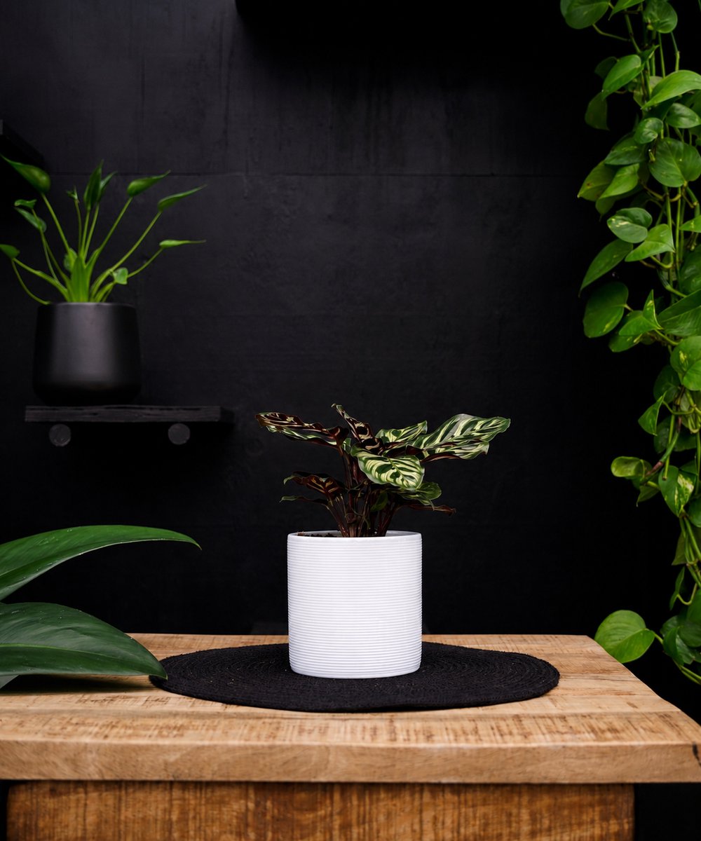 Calathea Makoyana | 30cm | met witte keramieken pot