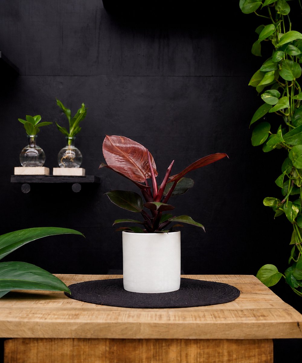 Philodendron Sunlight | 30cm | met witte keramieken pot