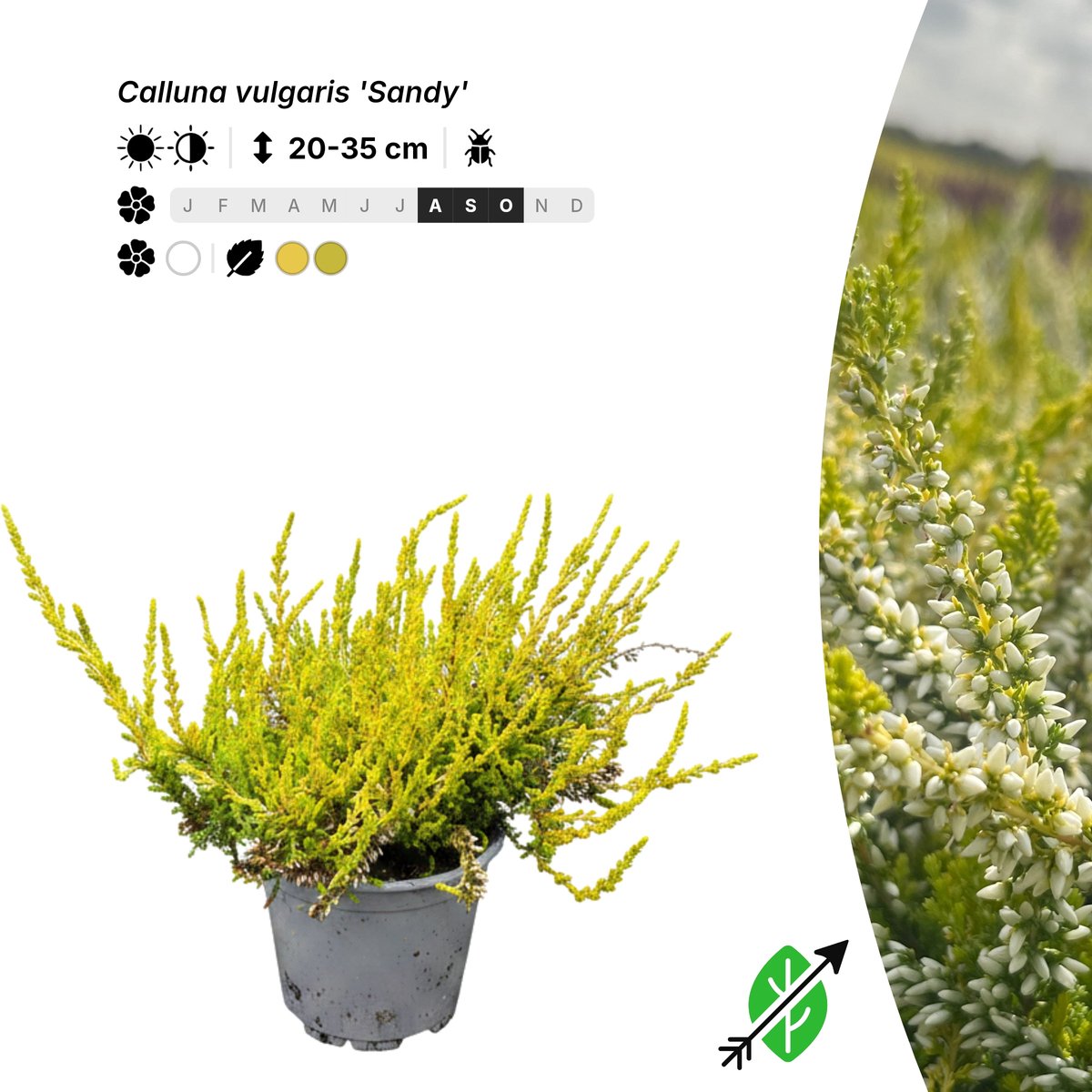 Singleplants - 20x Calluna vulgaris 'Sandy' - Pot P10,5 - bodembedekker - in bloeiperiode