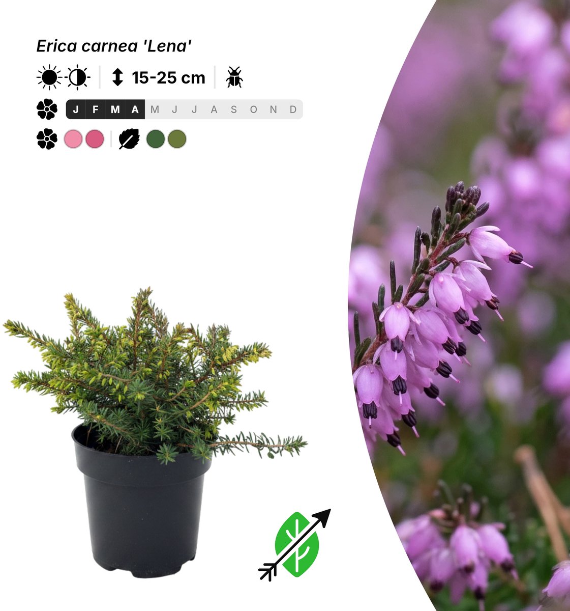 Singleplants - 10x Erica carnea 'Lena' - Pot P9,5 - bodembedekker - winterhard tot -30°C