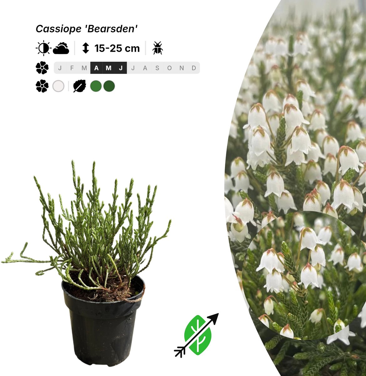 Singleplants - 6x Cassiope 'Bearsden' - Pot P9,5 - winterhard tot -34°C