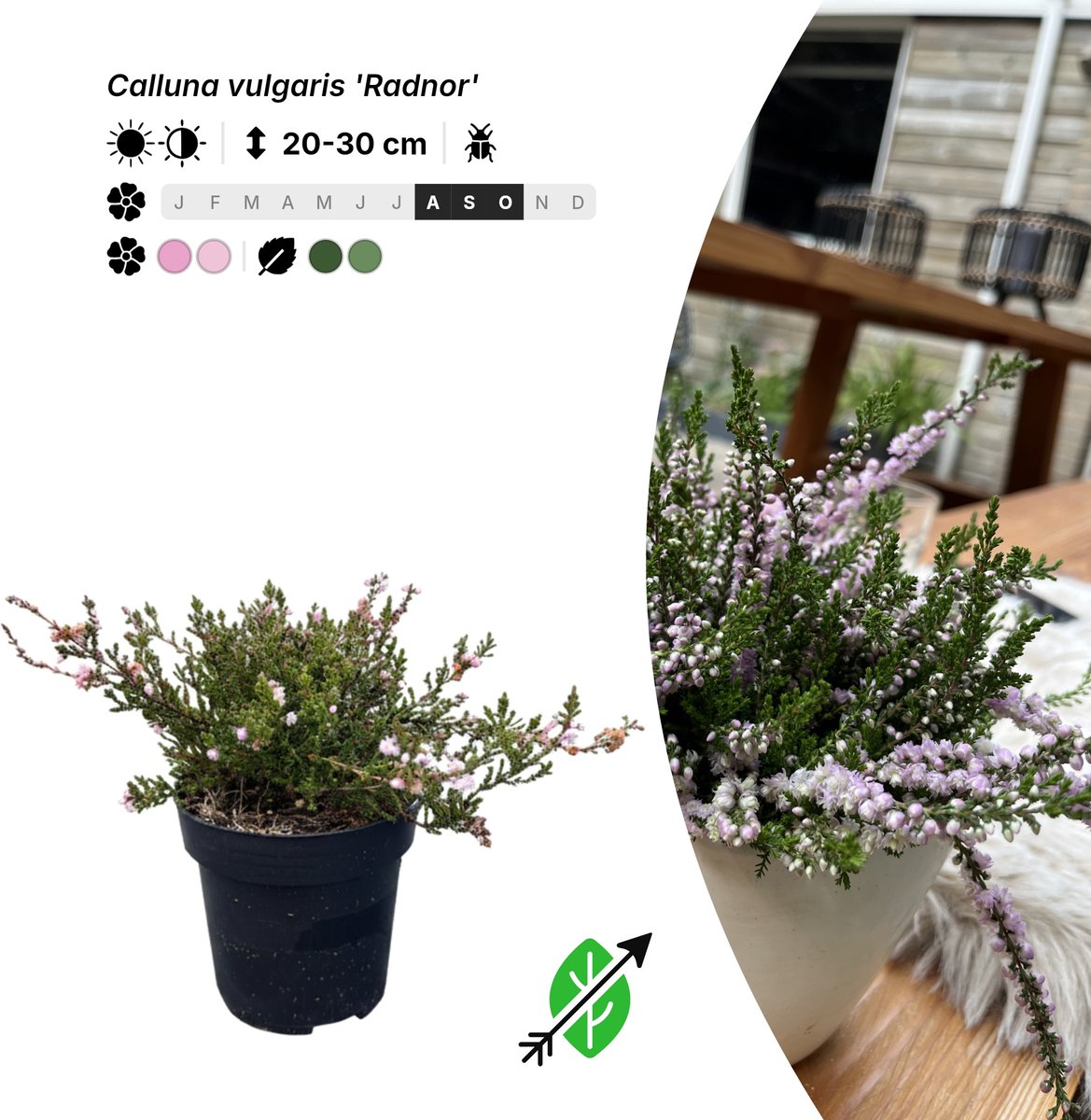 Singleplants - 10x Calluna vulgaris 'Radnor' - Pot P9,5 - bodembedekker - in bloeiperiode
