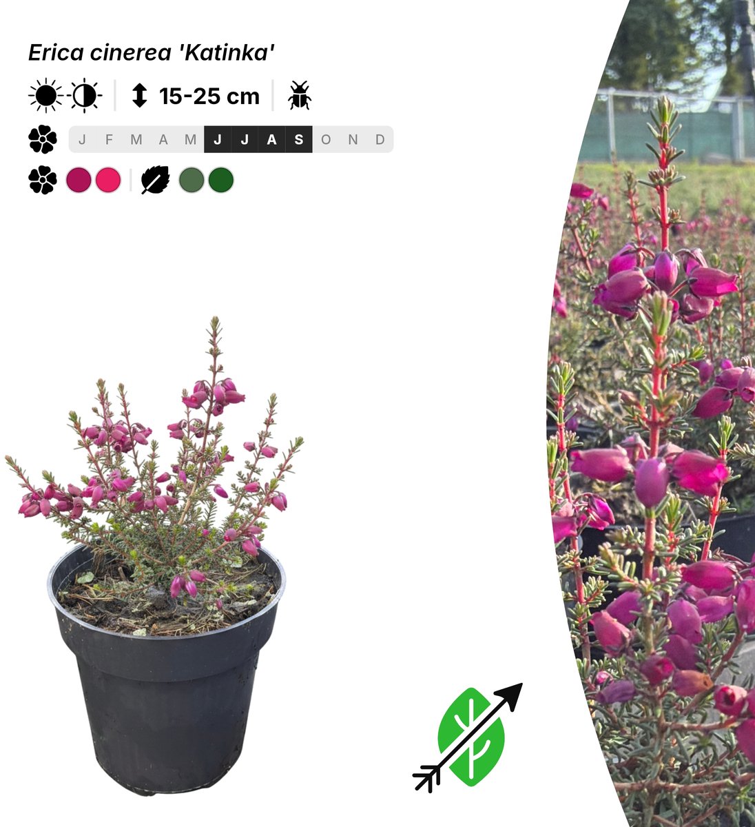 Singleplants - 6x Erica cinerea 'Katinka' - Pot P9,5 - bodembedekker - winterhard tot -20°C