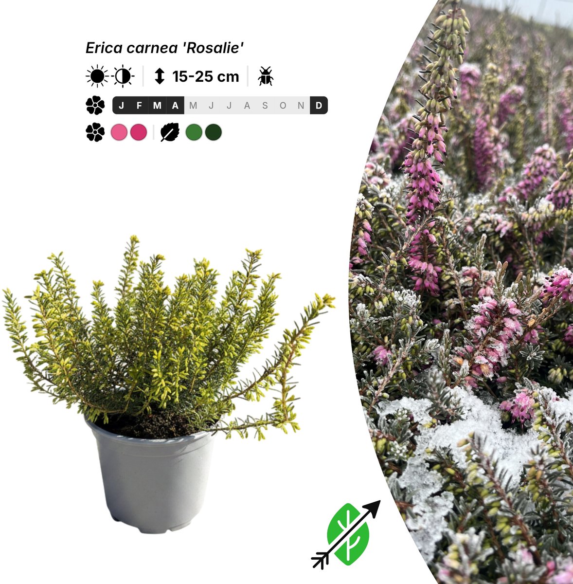 Singleplants - 6x Erica carnea 'Rosalie' - Pot P10,5 - bodembedekker - winterhard tot -30°C