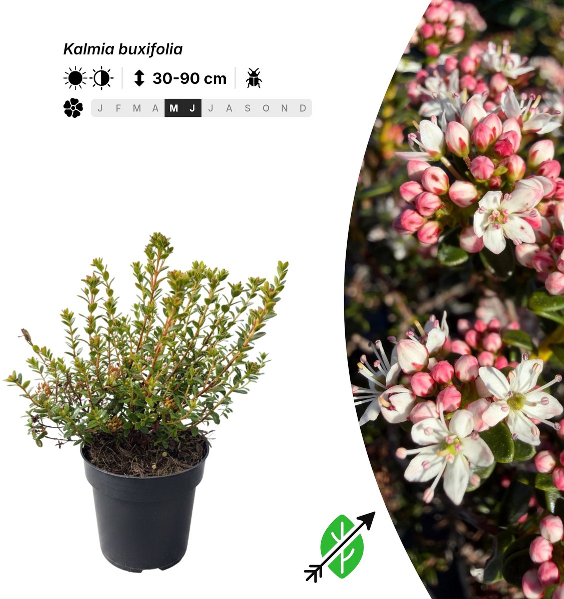 Singleplants - 6x Kalmia buxifolia - Pot P9,5 - winterhard tot -26°C