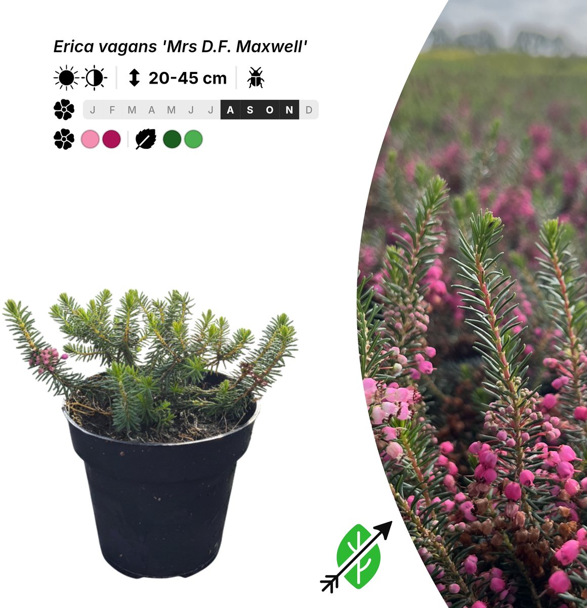 Singleplants - 10x Erica vagans 'Mrs D.F. Maxwell' - Pot P9,5 - bodembedekker - in bloeiperiode