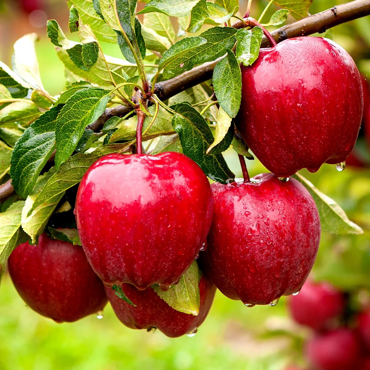 Malus domestica 'Red Delicious', Rode zoete appelboom, Hoogte 80cm, 5 liter pot