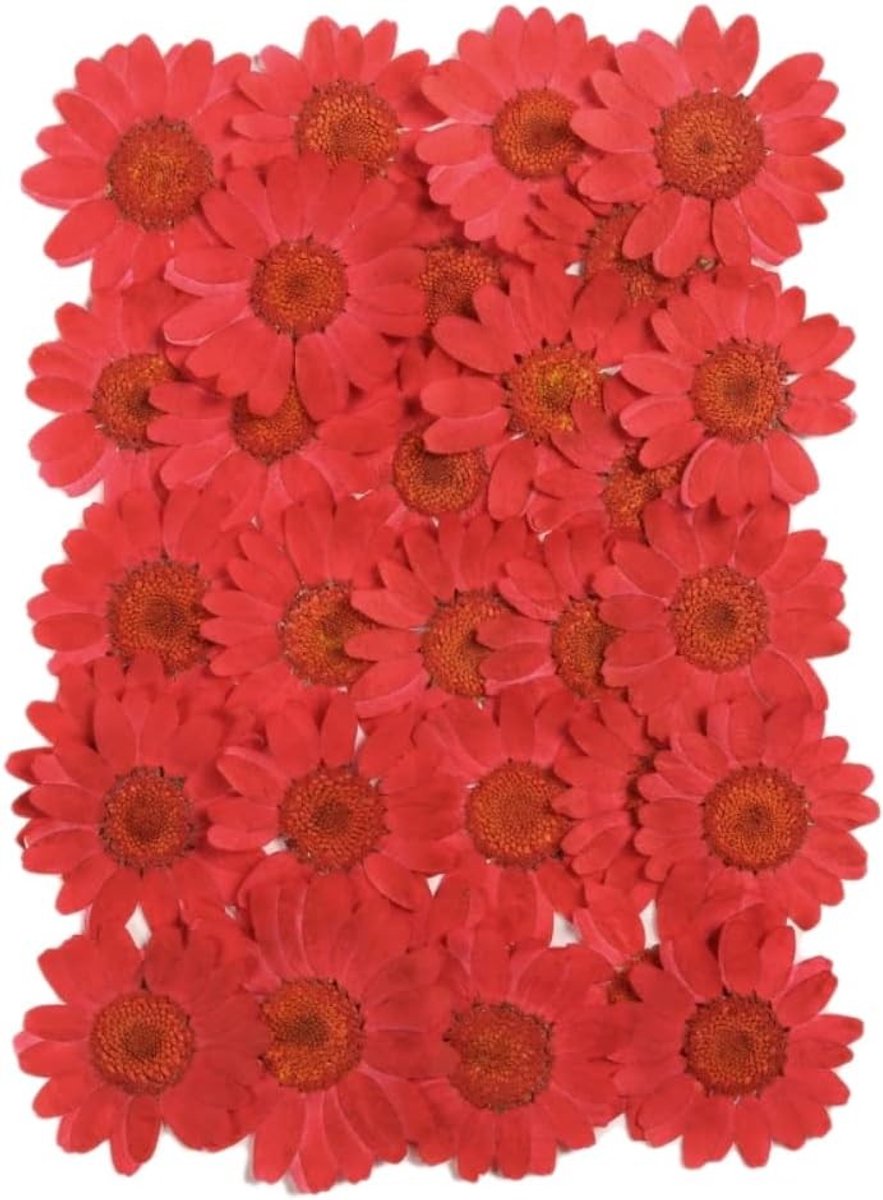 Natuurlijke gedroogde bloemen set van 24 stuks, echte chrysanten en madeliefjes voor scrapbooking, decoratie en ambachten, 25-30 mm