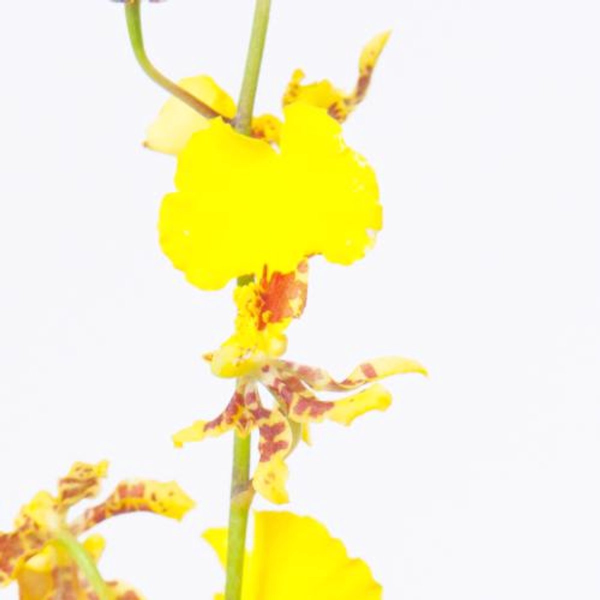 10x Orch.oncidium