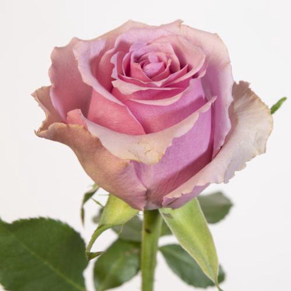 10x Rosa paranita 40cm