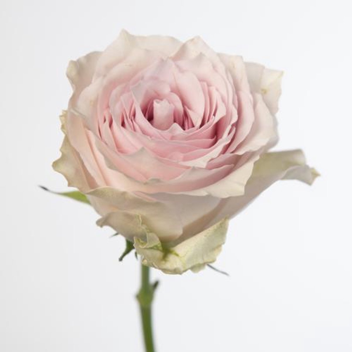 10x Rosa lovanna 50cm