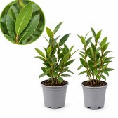 Eetbare Laurier Plant – Laurus Nobilis – 2 Stuks – Keukenlaurier – Winterhard – Groenblijvend – Kruidenplant voor Tuin en Balkon