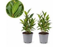 Eetbare Laurier Plant – Laurus Nobilis – 2 Stuks – Keukenlaurier – Winterhard – Groenblijvend – Kruidenplant voor Tuin en Balkon