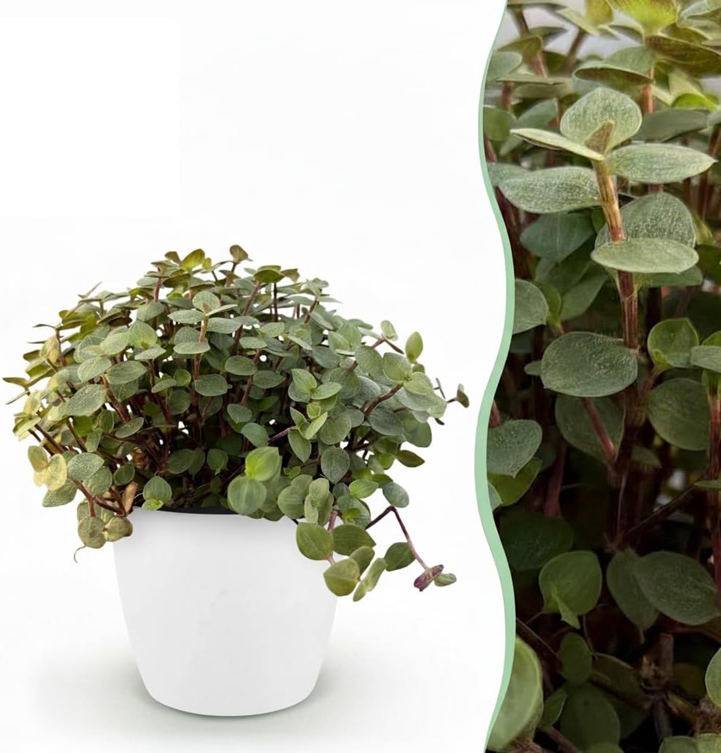Repens - Kattengras - Huisdiervriendelijk - Groen - 2 Planten - met Potter Wit - 17-20cm - Ø12cm - Kamerplant - Arrangement - Plant met pot