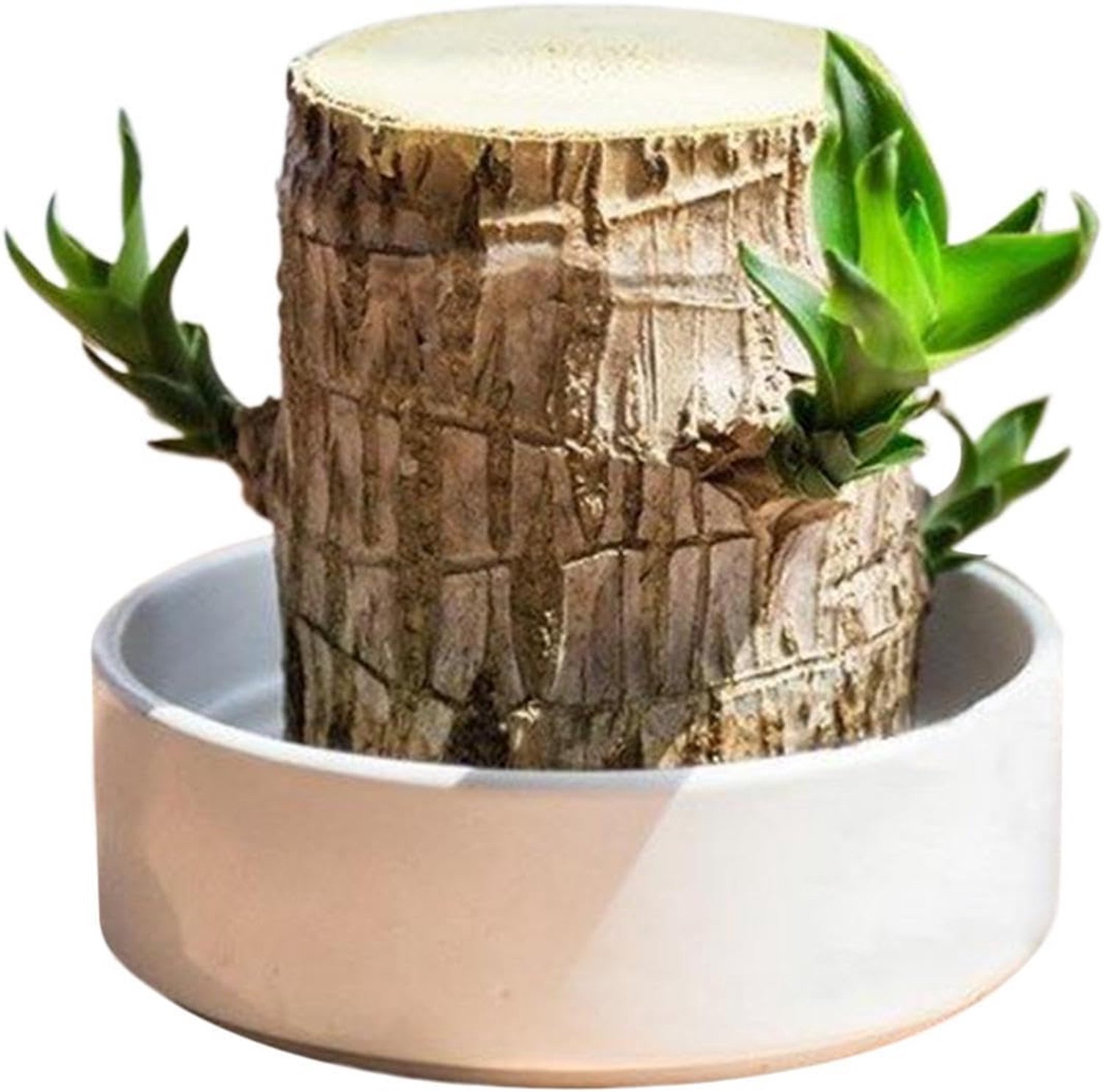 Gelukshout Plant - Natuurlijke Hydroponische Decoratie - Braziliaanse Geluksboom | Voor Binnenhuis, Werkplek, Slaapkamer, Woonkamer & Balkon