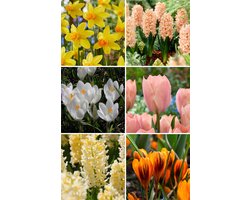 Jip Bloembollen Mix voor etage beplanting | 50 stuks | Bloembollen lasagne pakket | Bijen en vlinders | Tulp | Narcis | Hyacint | Krokus