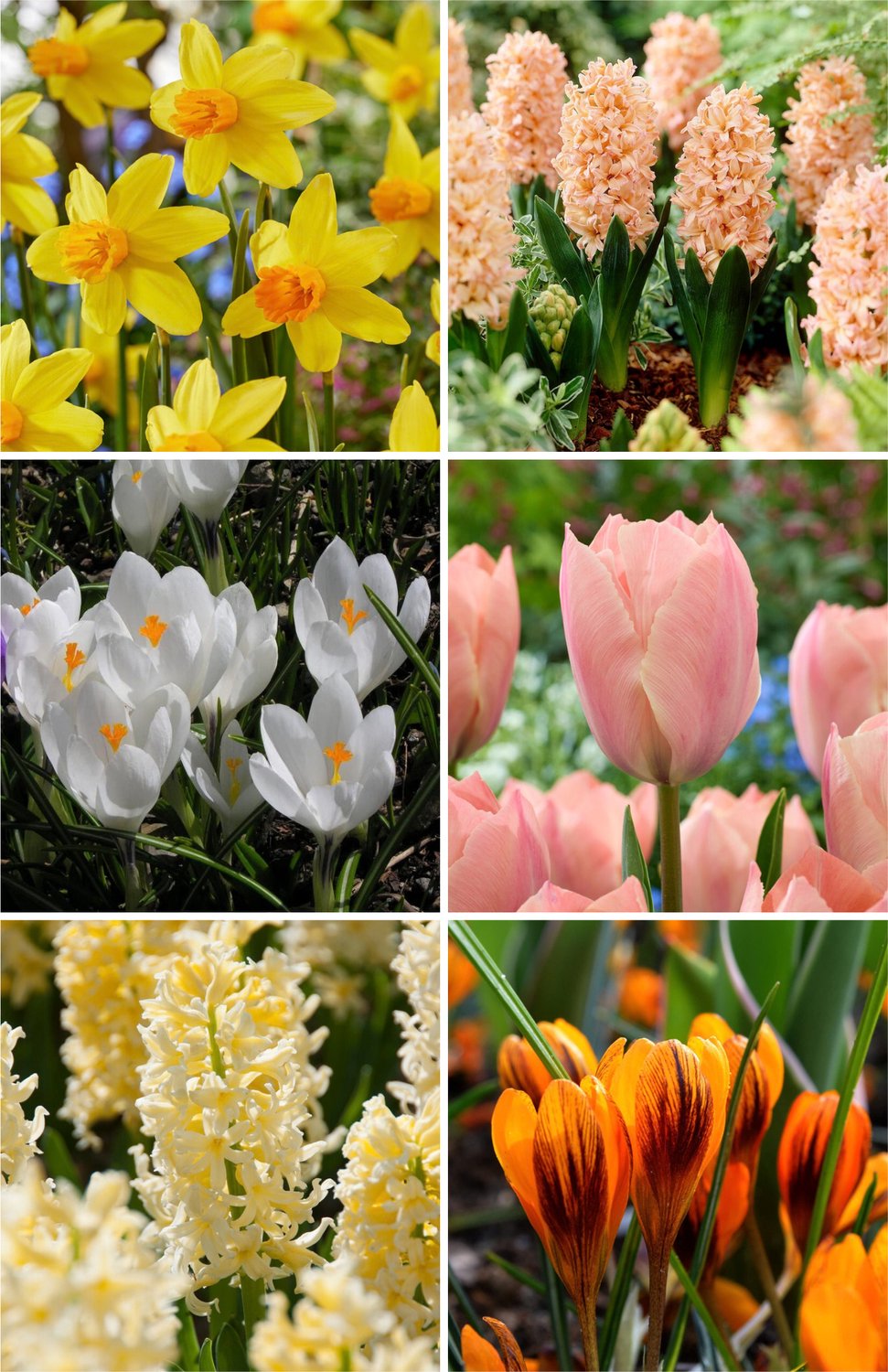 Jip Bloembollen Mix voor etage beplanting | 50 stuks | Bloembollen lasagne pakket | Bijen en vlinders | Tulp | Narcis | Hyacint | Krokus