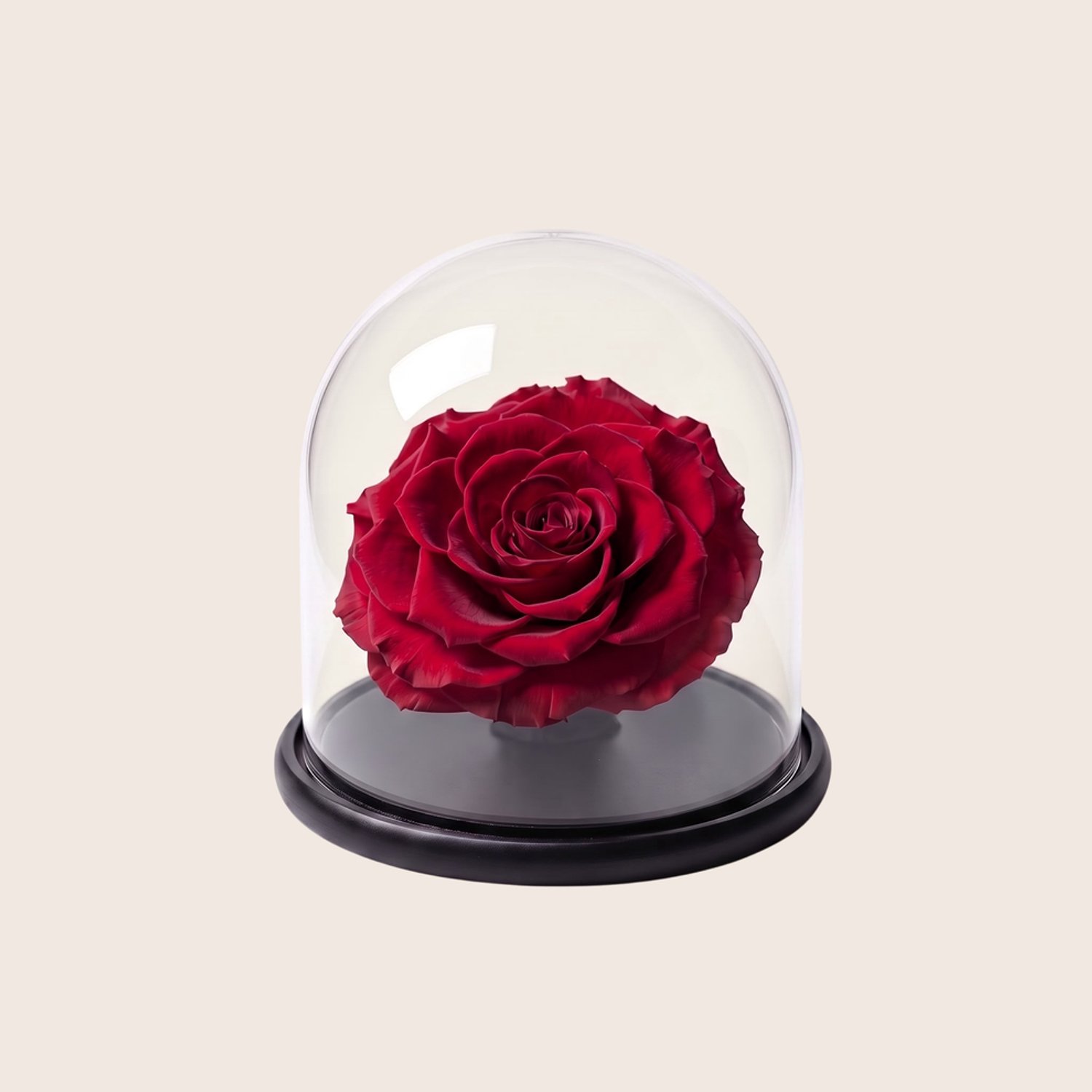 Charle Roses Dome Bonita - Echte houdbare rozenkop onder glazen stolp - 13,5 cm - Velvet Red rood - in cadeauverpakking