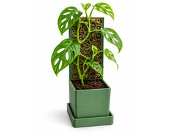 Mospaal (Moss Pole) met Plantenpot en Onderschotel – Honingraat Klimrek voor Monstera en Philodendron – 23,5 cm – Groen