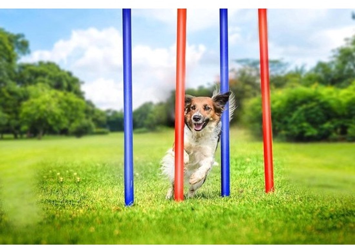 Agility Slalom Set - Hondensport Horden - Hond Trainen - Flexibel Kunststof - 60 x 3 cm - Blauw/Rood