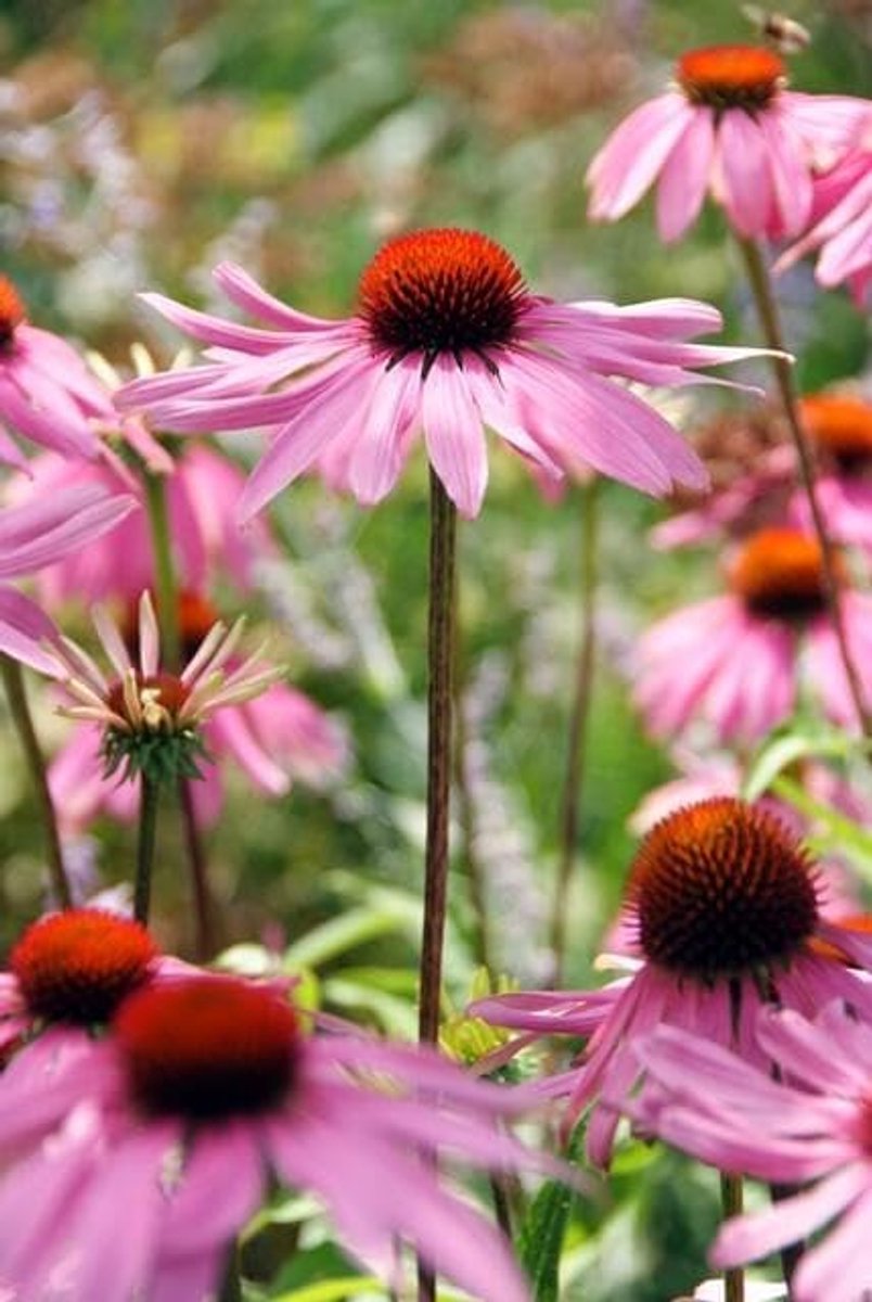 - Echinacea purpurea 'Magnus' - 12 stuks - Zonnehoed - Winterhard - Hoogte 10-30 cm - Potmaat Ø9 cm