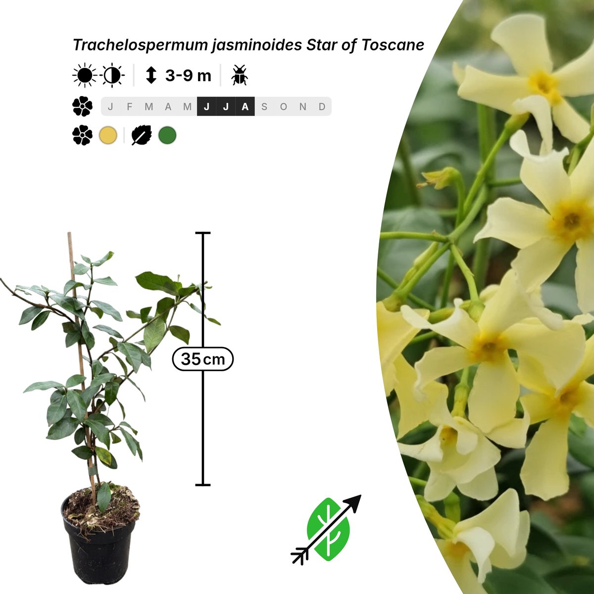 Singleplants - 24x Trachelospermum jasminoides Star of Toscane - Pot P9,5 - klimplant - winterhard tot -10°C