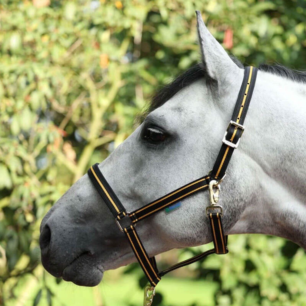 Bucas Halster Dublin Zwart/Goud - Full