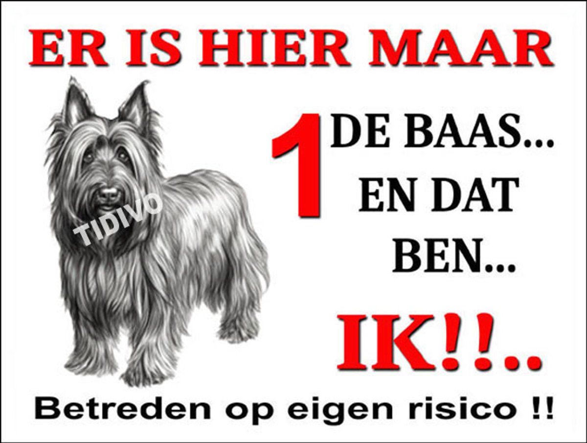 Skye Terrier 26