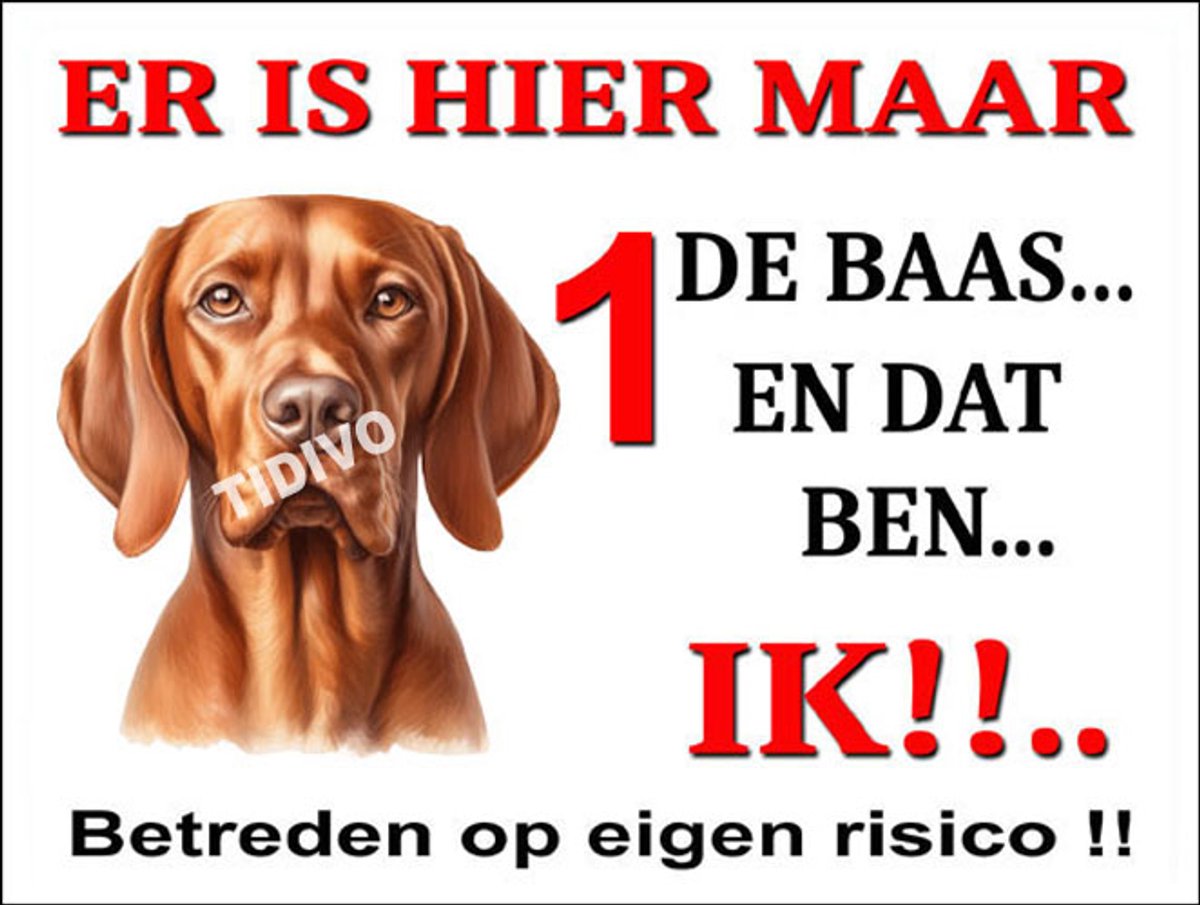Vizsla 26
