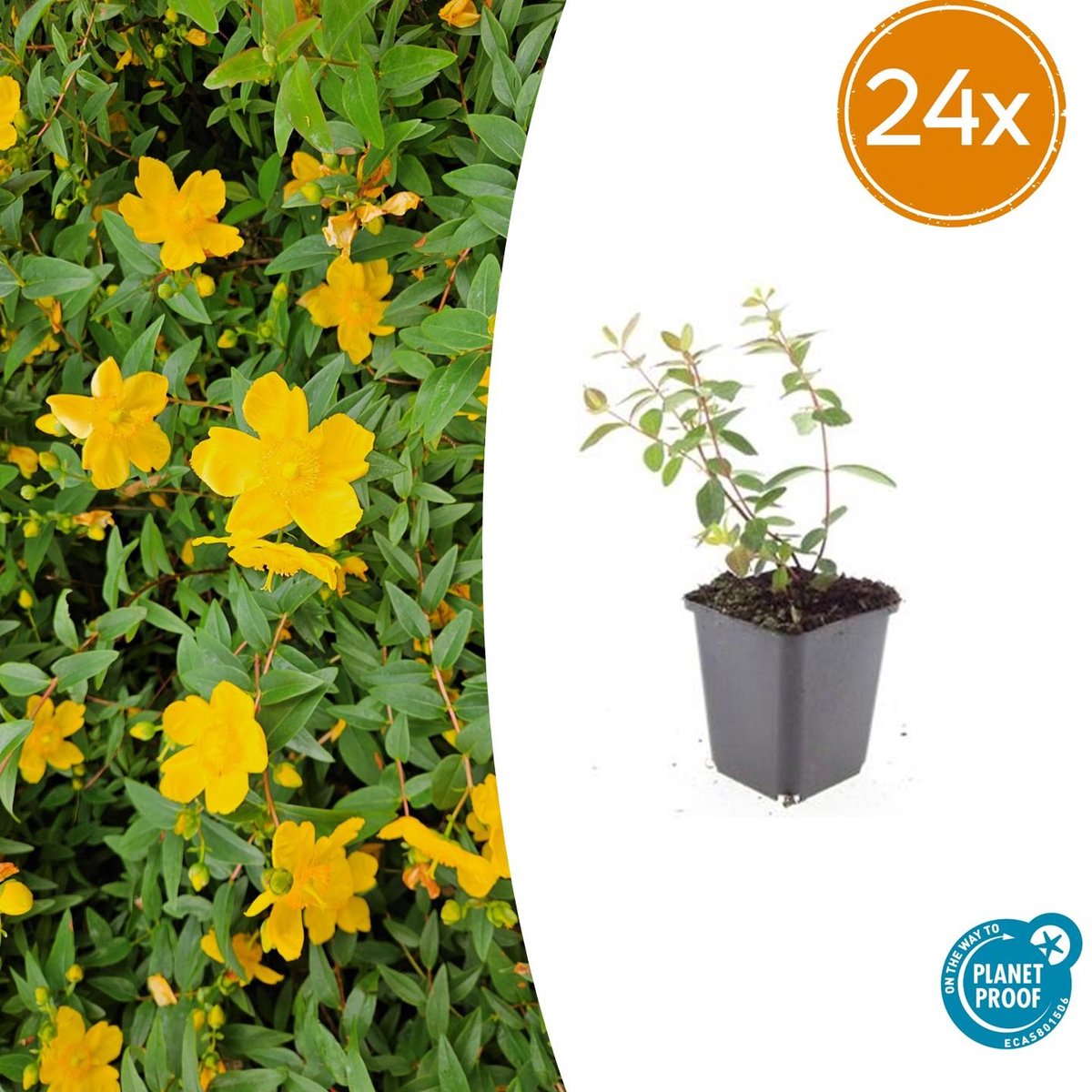 24 Stuks Hertshooi Peter Dummer, Onderhoudsarme Plant, Gele Bloemen, Laagblijvende Struik, Hypericum dummeri Peter Dummer - 10-25cm - Ø9cm