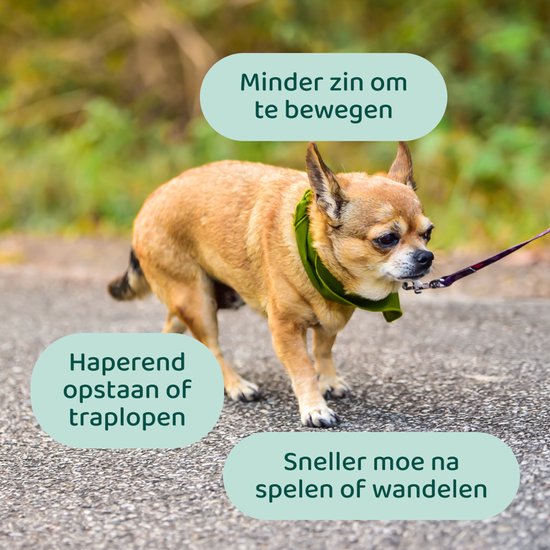 Chihuahua met een groene sjaal loopt aan de lijn. Teksten: minder zin om te bewegen, haperend opstaan of traplopen, sneller moe na spelen.