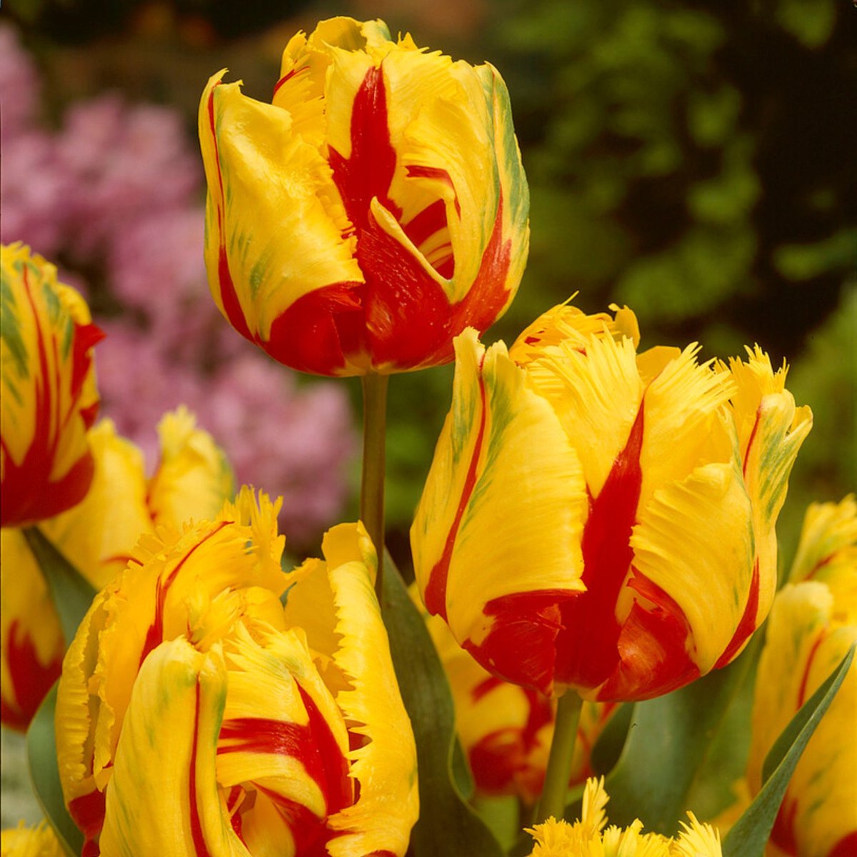 Parkiettulp (Tulipa xgesneriana Parrot Group) - Tulp Texas Flame - Tulipa parrot - Snijbloemen - Voorjaarsbollen - bloeit in Maart / April / Mei