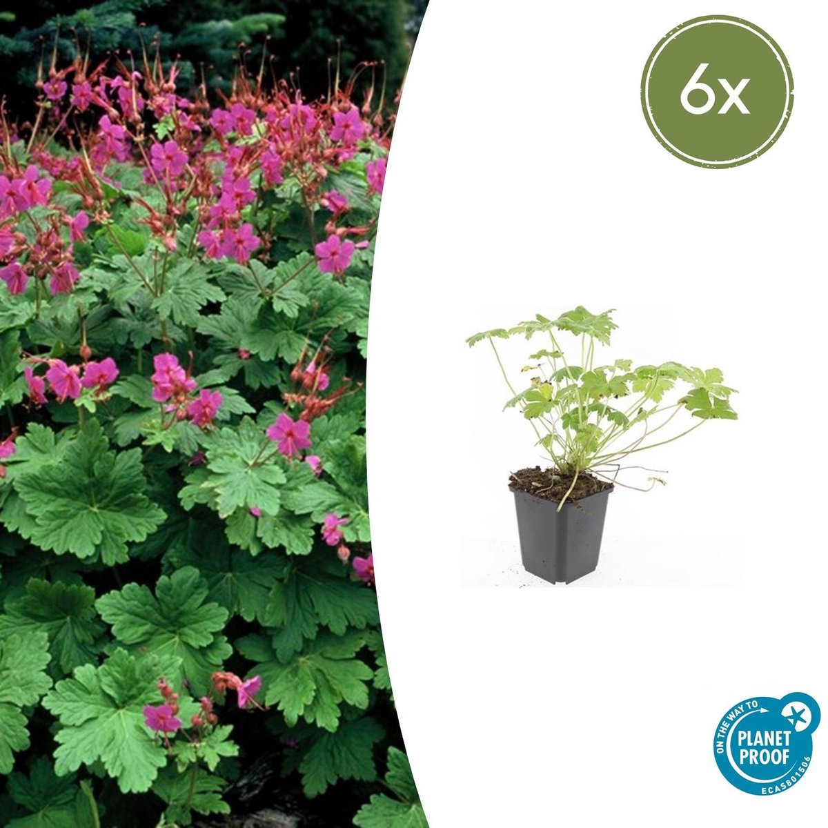Trendyplants - Geranium macrorrhizum 'Czakor' - 6 stuks - Ooievaarsbek - Winterhard - Hoogte 10-30 cm - Potmaat Ø9cm