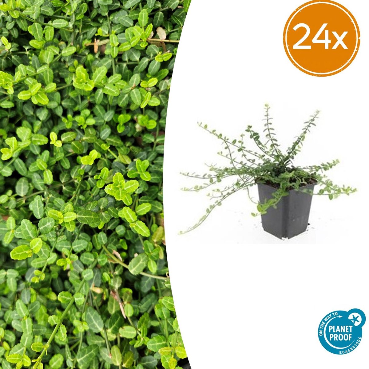 Trendyplants - Euonymus fortunei 'Minimus' - 24 stuks - Kardinaalshoed - Winterhard - Hoogte 10-30 cm - Potmaat Ø9cm